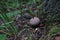 Mushroom Lycoperdon, moss and grass closeup, gloomy forest atmosphere