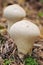 Mushroom, Lycoperdon perlatum