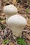 Mushroom, Lycoperdon perlatum