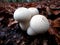 Mushroom Lycoperdon Perlatum