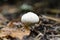 Mushroom Lycoperdon perlatum (common puffball  warted puffball)