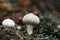 Mushroom Lycoperdon perlatum (common puffball  warted puffball)