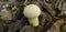 Mushroom Lycoperdon, puffball, in the forest