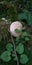 Mushroom Lycoperdon, puffball, in the forest