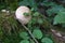 Mushroom Lycoperdon, puffball, in the forest