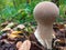 Mushroom Lycoperdon or puffball in the forest