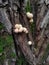 Mushroom Lycoperdon pyriforme growing on a tree