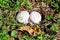 Mushroom Lycoperdon utriforme, common name handkea utriformis, mosaic puffball growing in meadows in spring and autumn