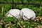 Mushroom Lycoperdon utriforme, common name handkea utriformis, mosaic puffball growing in meadows in spring and autumn