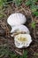 Mushroom Lycoperdon utriforme, common name handkea utriformis, mosaic puffball growing in meadows in spring and autumn