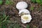 Mushroom Lycoperdon utriforme, common name handkea utriformis, mosaic puffball growing in meadows in spring and autumn