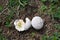 Mushroom Lycoperdon utriforme, common name handkea utriformis, mosaic puffball growing in meadows in spring and autumn