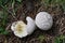 Mushroom Lycoperdon utriforme, common name handkea utriformis, mosaic puffball growing in meadows in spring and autumn