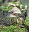 Mushroom macro