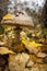 Mushroom Macrolepiota excoriata in the autumn forest