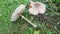 Mushroom Macrolepiota procera or Lepiota procera. Mushrooms growing in the grass in the Autumn garden