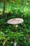 Mushroom Macrolepiota procera or Parasol mushroom