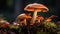 Mushroom Magic in Natural Colors