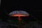 Mushroom in magic night forest