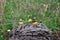 Mushroom meadow on the cow`s litter