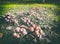 Mushroom meadow and dark atmosphere