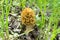 Mushroom Morchella esculenta