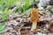 Mushroom morel