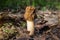 Mushroom morel, spring mushroom growing in the deciduous forest.