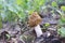 Mushroom morel in spring outdoors