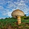 Mushroom in the morning light