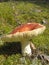 Mushroom on moss in scenic forest background. Forest edible mushroom boletus.