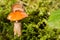 Mushroom among a moss with a slug on a hat