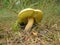 Mushroom-mossiness mushroom