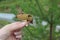 Mushroom mossiness in the summer in the hand of man.