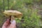 Mushroom mossiness in the summer in the hand of man.
