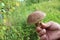 Mushroom mossiness in the summer in the hand of man.