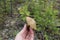 Mushroom mossiness in the summer in the hand of man.