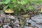 Mushroom mossiness in the summer in the moss under the tree.