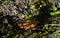 Mushroom in Mountain Landscape in Olympic National Park on the Olympic Peninsula  Washington