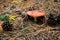 mushroom mushroom hides under pine needles