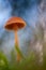 Mushroom mycena