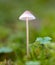 Mushroom Mycena epipterygia.