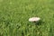 Mushroom Mycena pura
