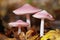 Mushroom - Mycena rosea