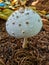 Mushroom, nature, Plant, fungsi,