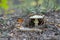 Mushroom-non-edible mushroom Amanita phalloides