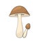 Mushroom oiler hand drawn for design