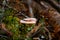 Mushroom in old forrest. Toadstool, green grass and orange tree trunk