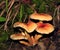 Mushroom (Omphalotus olearius, Pleurotus olearius)