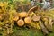 Mushroom Openok, or Armillaria Latin Armillaria light brown in moss on a background of greenery. Plants mushrooms